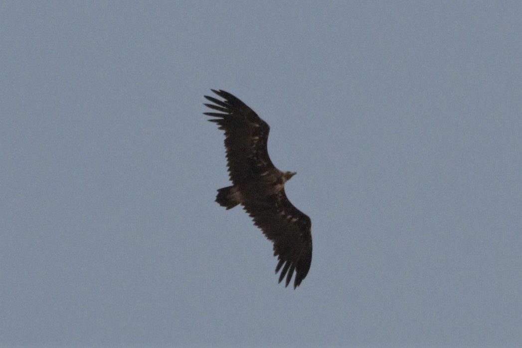 Cinereous Vulture - ML622364268