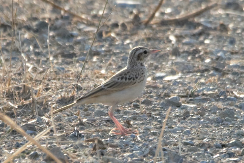 Tawny Pipit - ML622364286