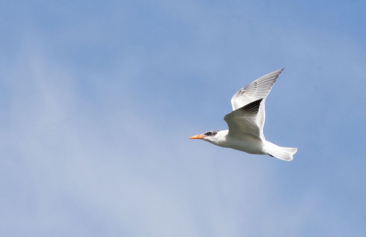 Caspian Tern - ML622364349