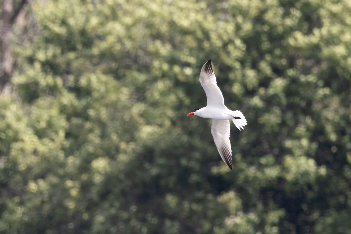 Caspian Tern - ML622364350