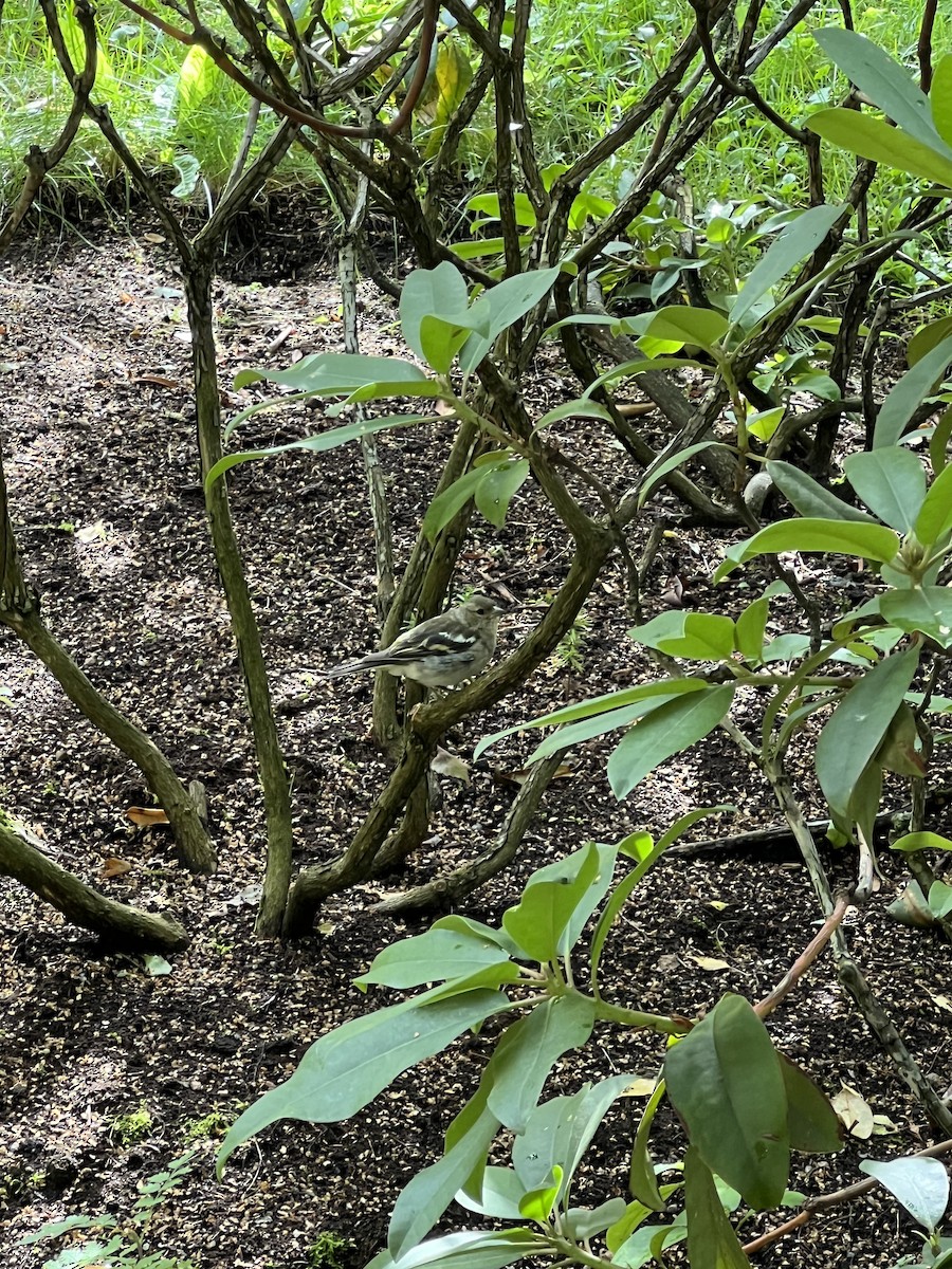 Common Chaffinch - ML622364381