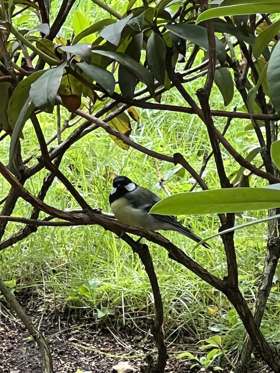Great Tit - ML622364393