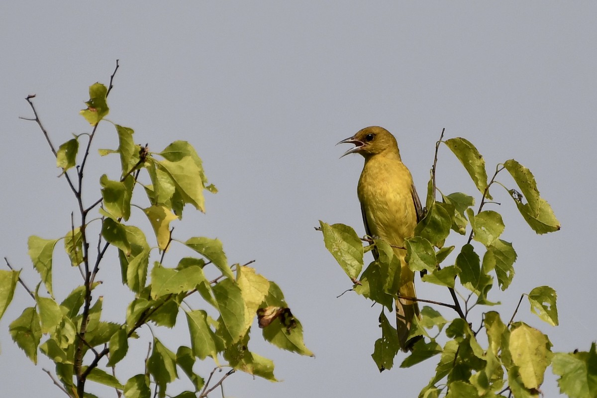 Orchard Oriole - ML622364481