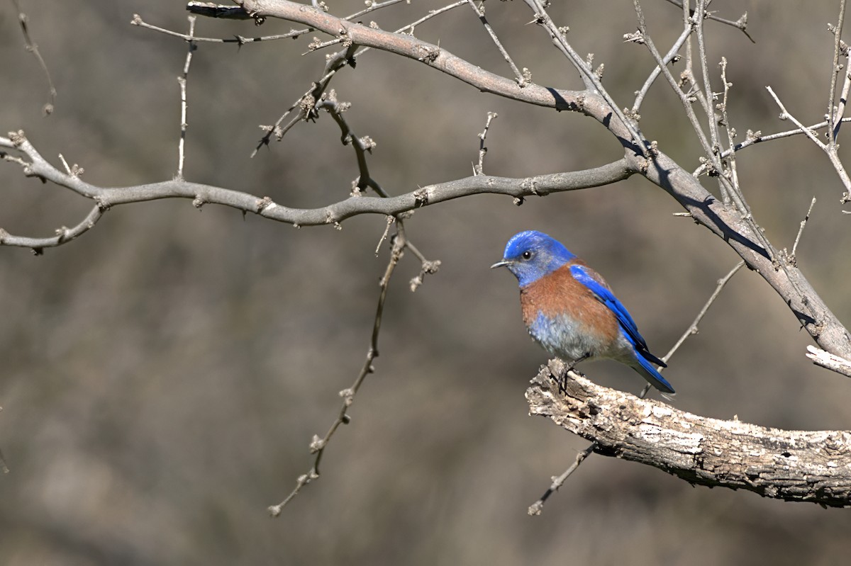 Western Bluebird - ML622364550