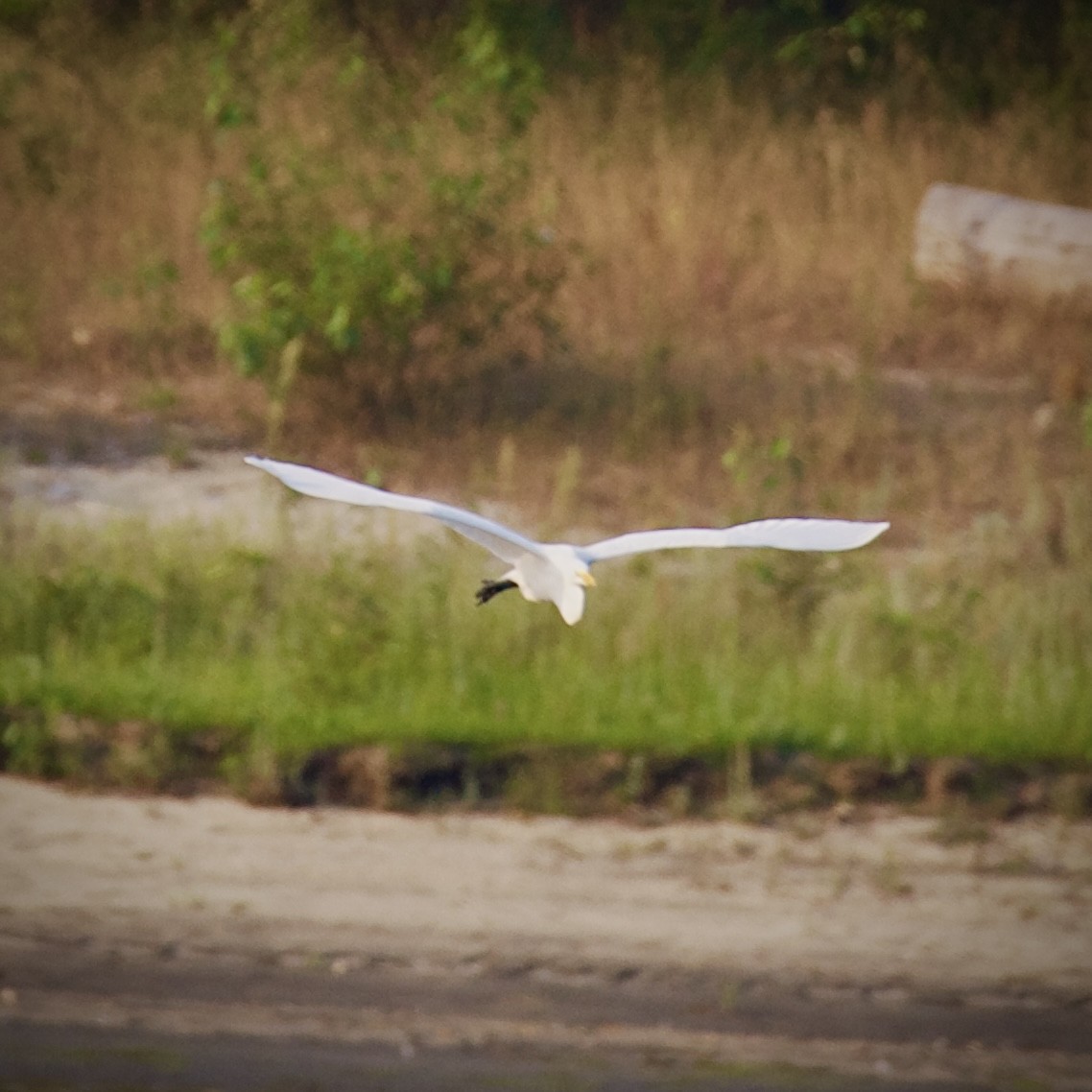 Great Egret - ML622364562