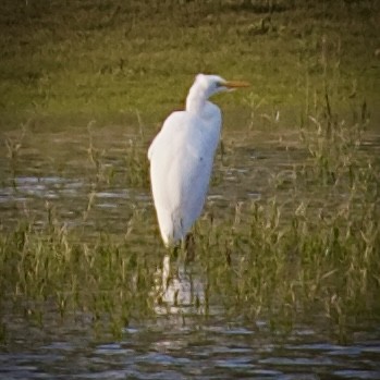 Great Egret - ML622364563
