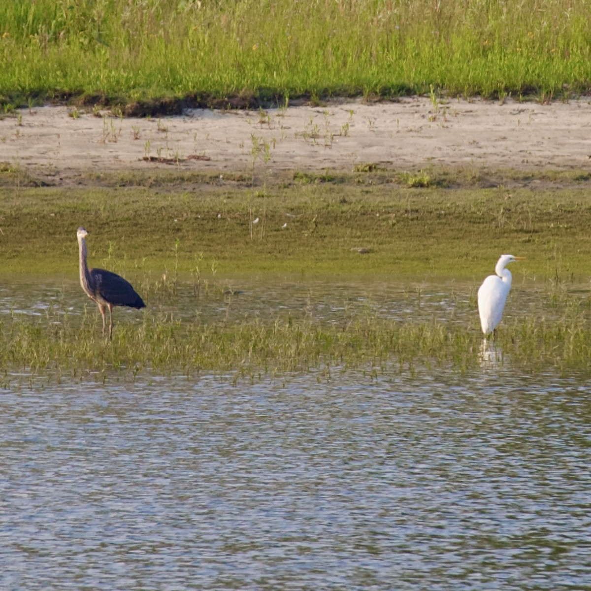 Great Egret - ML622364564