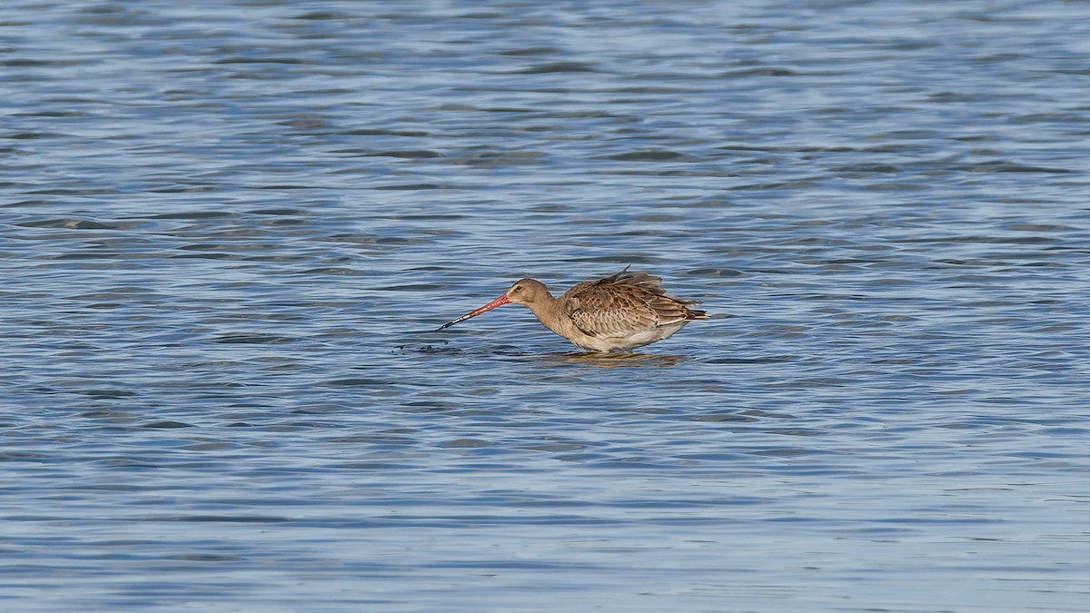 Грицик великий (підвид limosa) - ML622364595