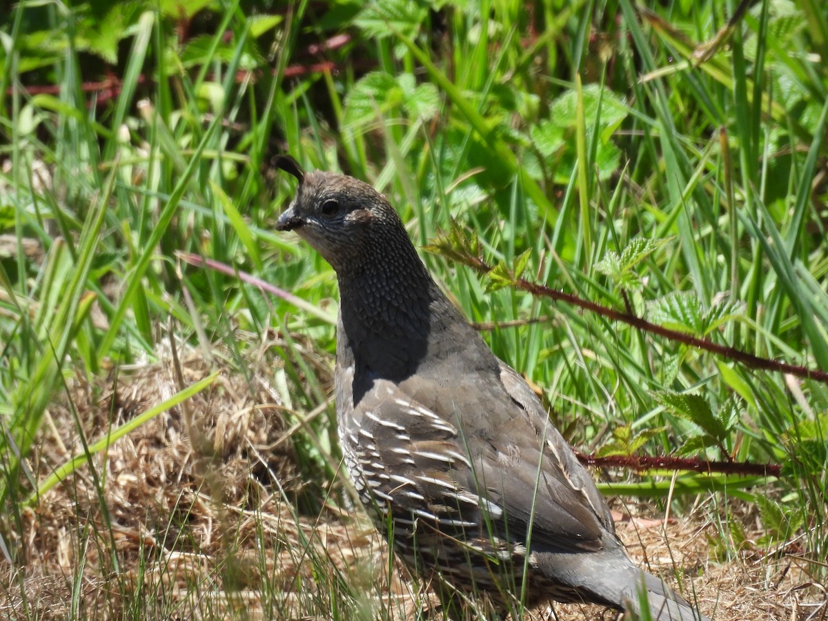 California Quail - Lola Ross