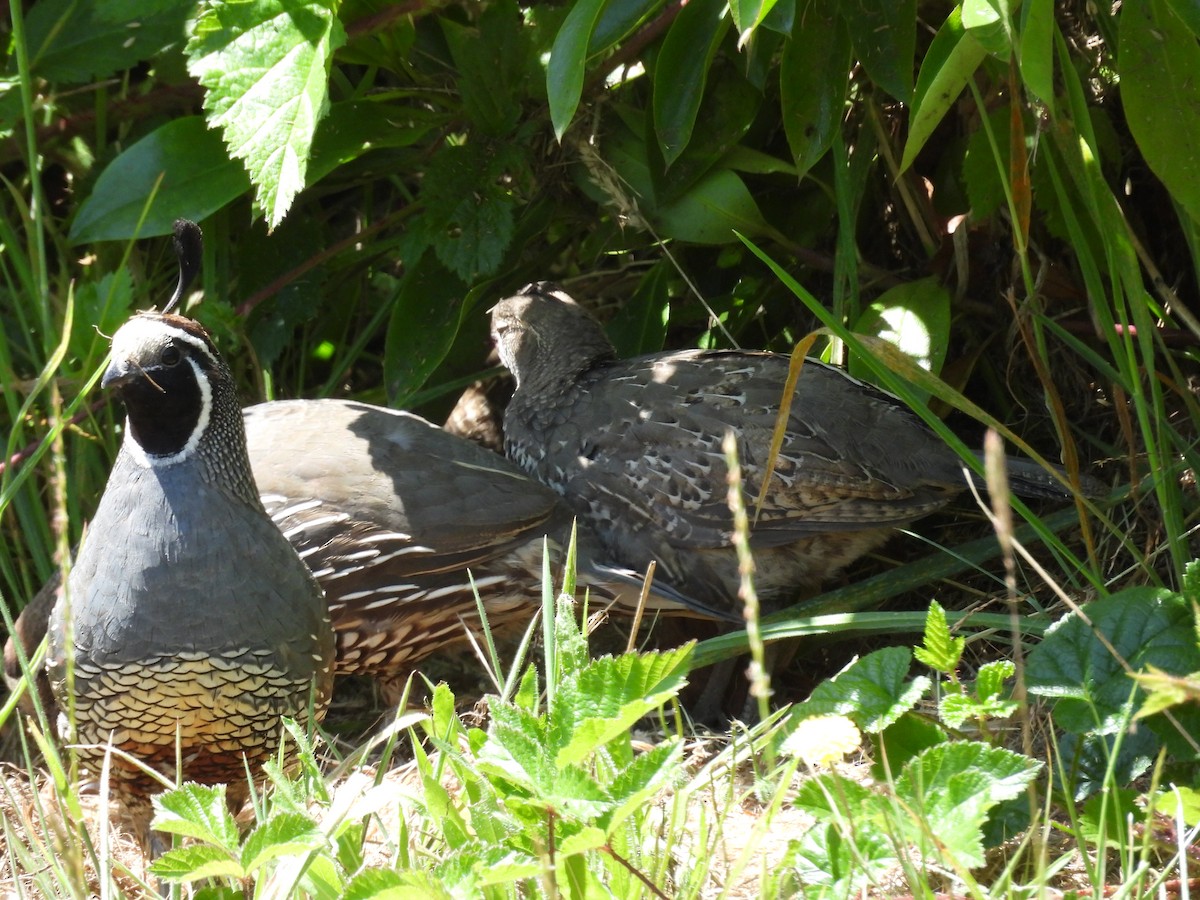 California Quail - ML622364598