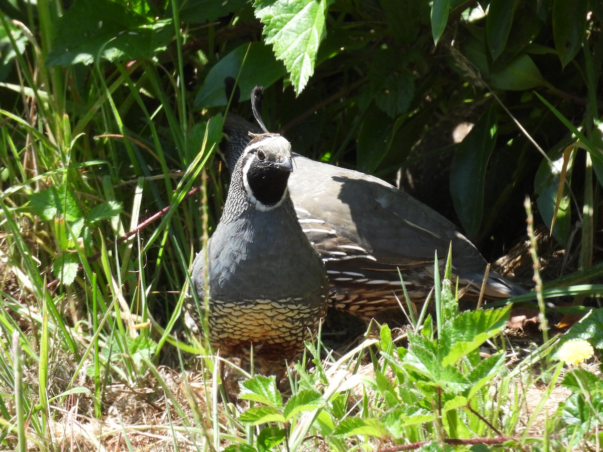 California Quail - ML622364601
