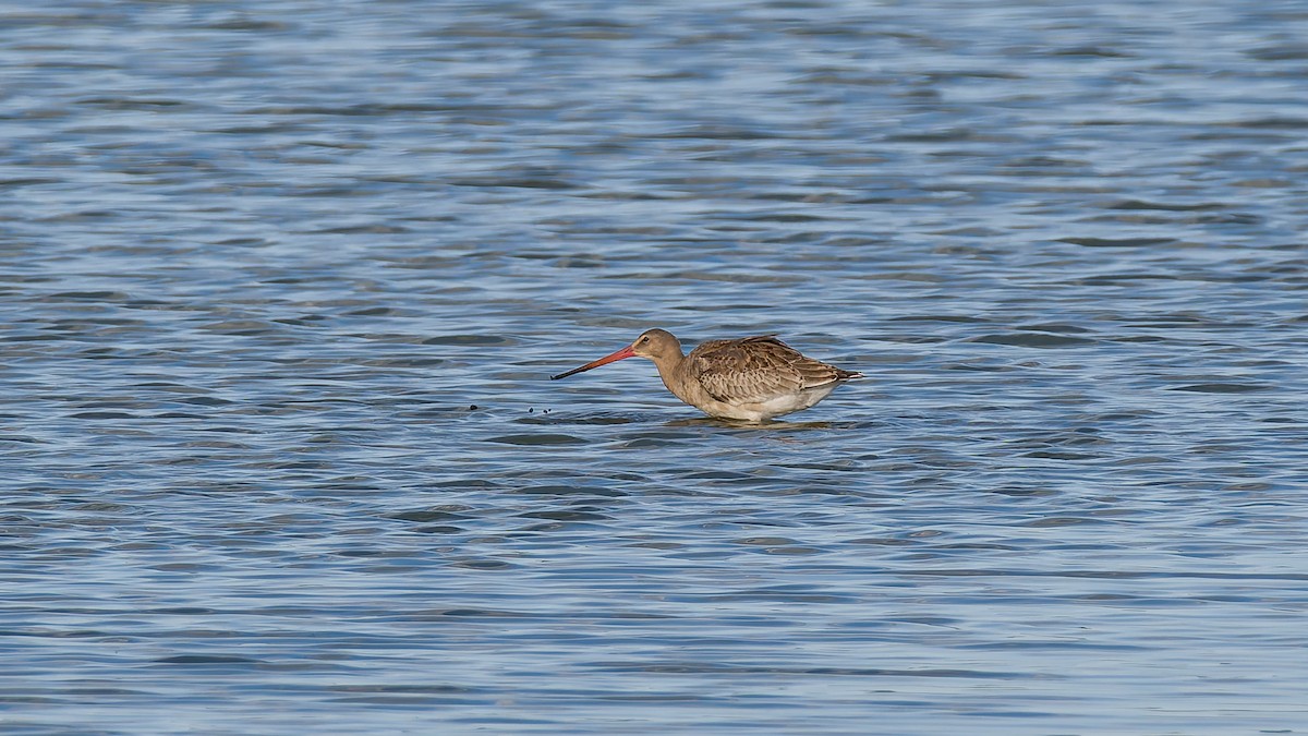 Грицик великий (підвид limosa) - ML622364605