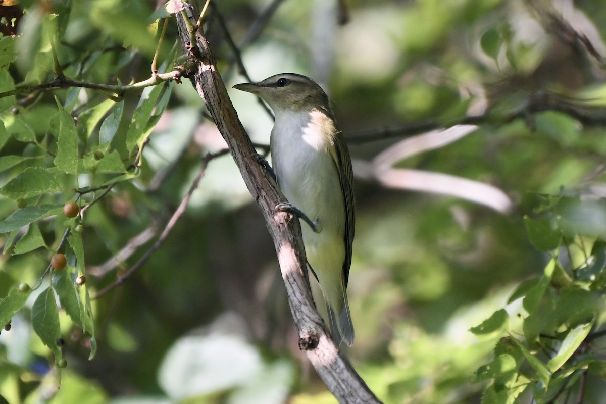 rødøyevireo - ML622364667