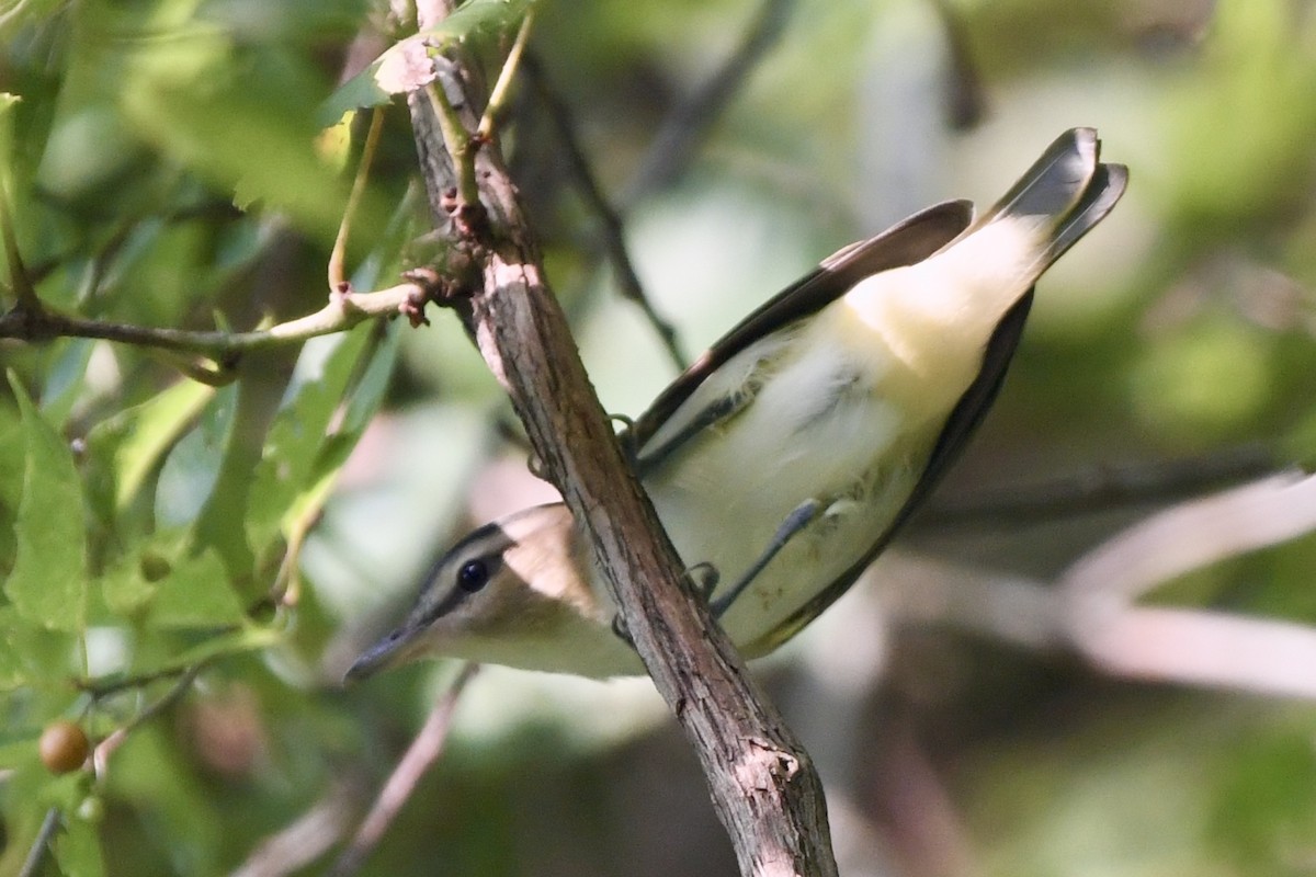 Red-eyed Vireo - Caleb Taylor