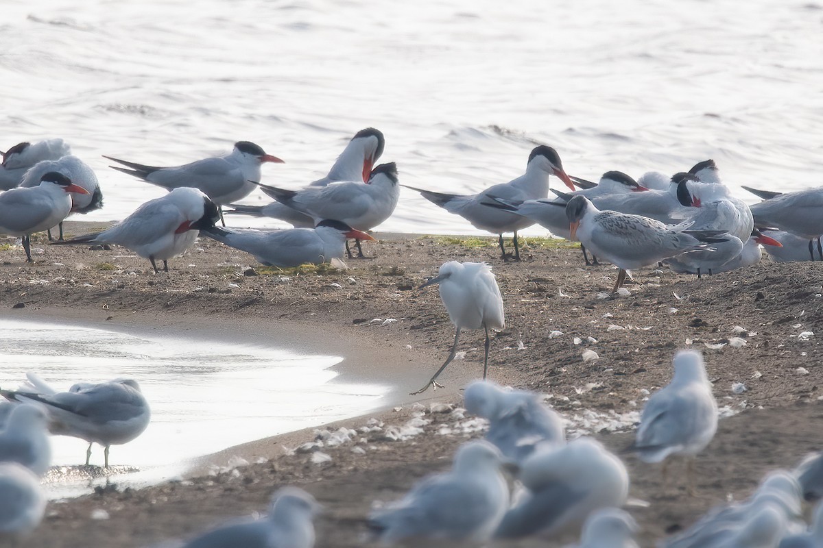 Snowy Egret - ML622364682