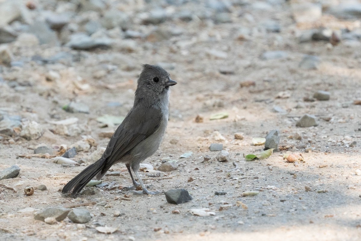 Oak Titmouse - ML622364710