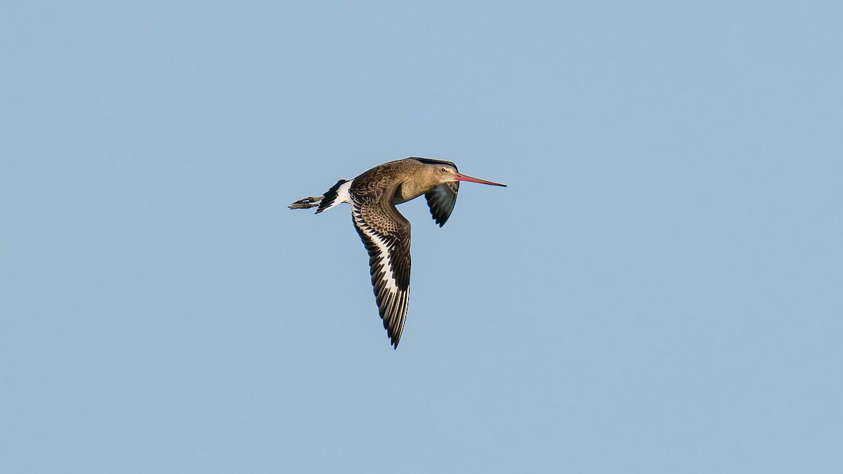 Грицик великий (підвид limosa) - ML622364712