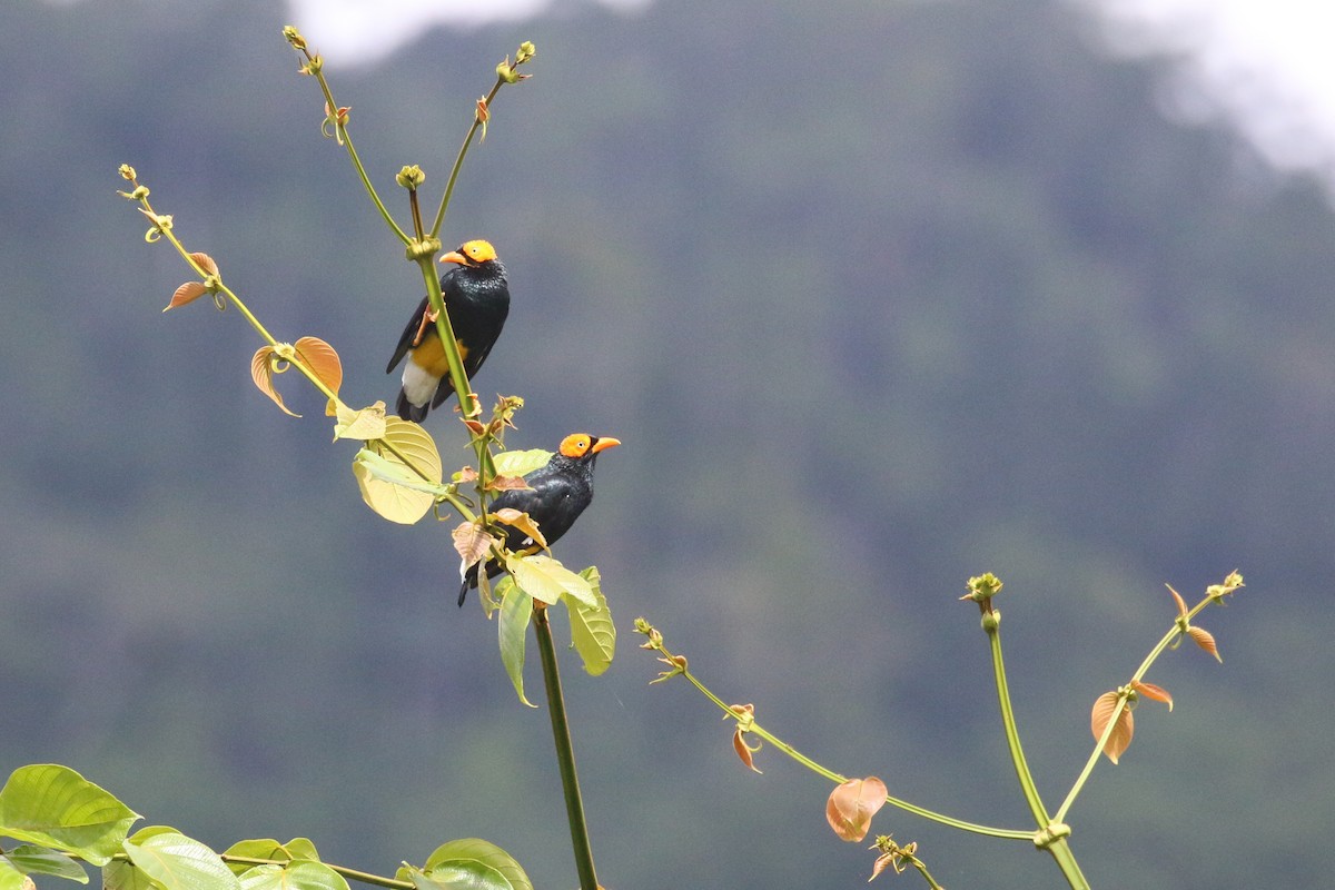 Yellow-faced Myna - ML622364713