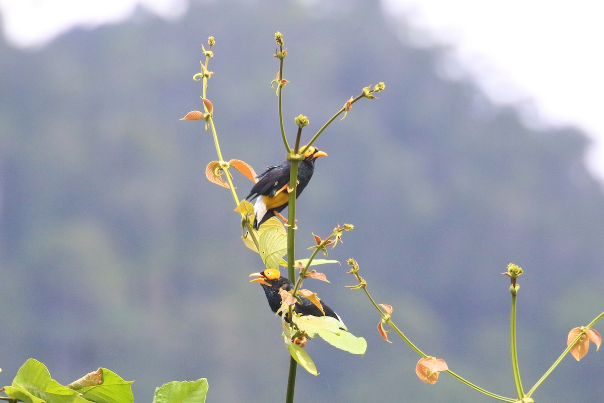 Yellow-faced Myna - ML622364714