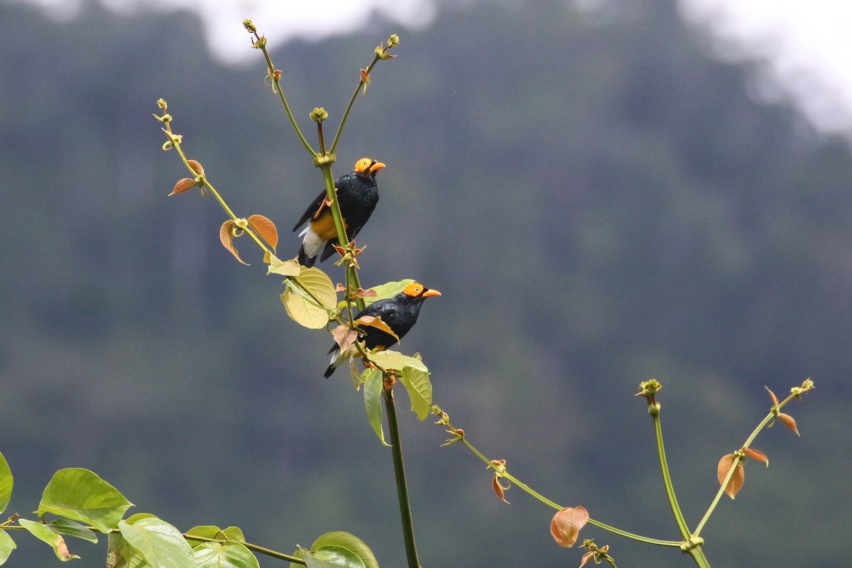 Yellow-faced Myna - ML622364715