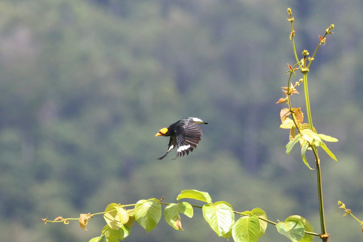 Yellow-faced Myna - ML622364716