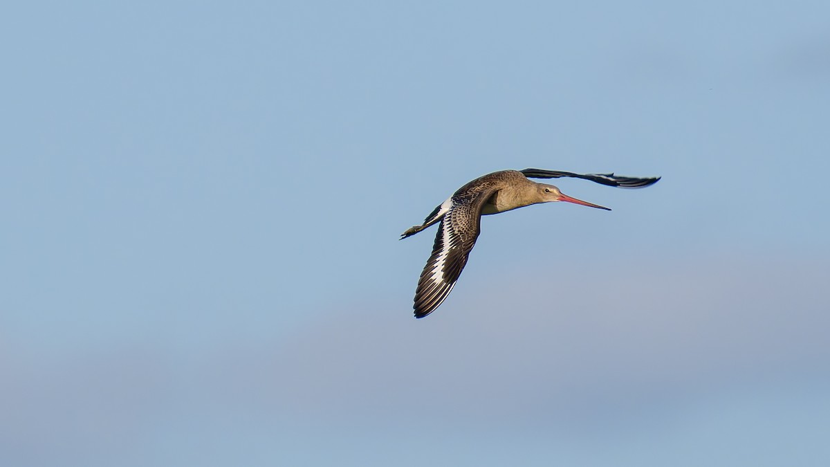 Грицик великий (підвид limosa) - ML622364718