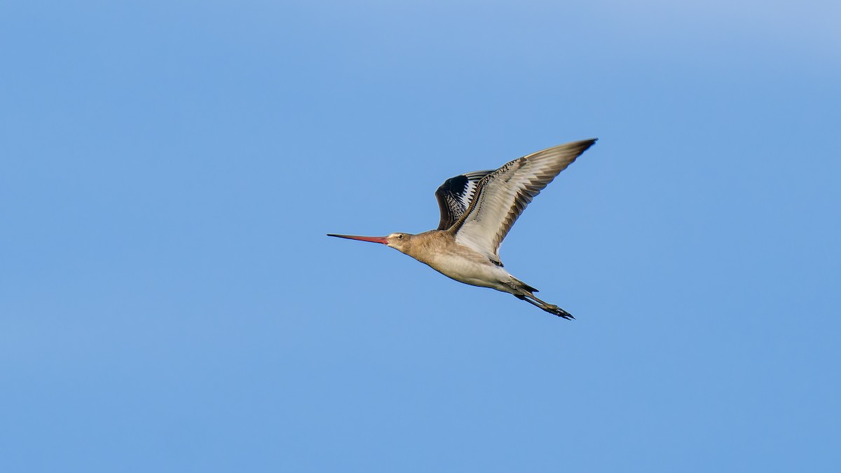 Грицик великий (підвид limosa) - ML622364719