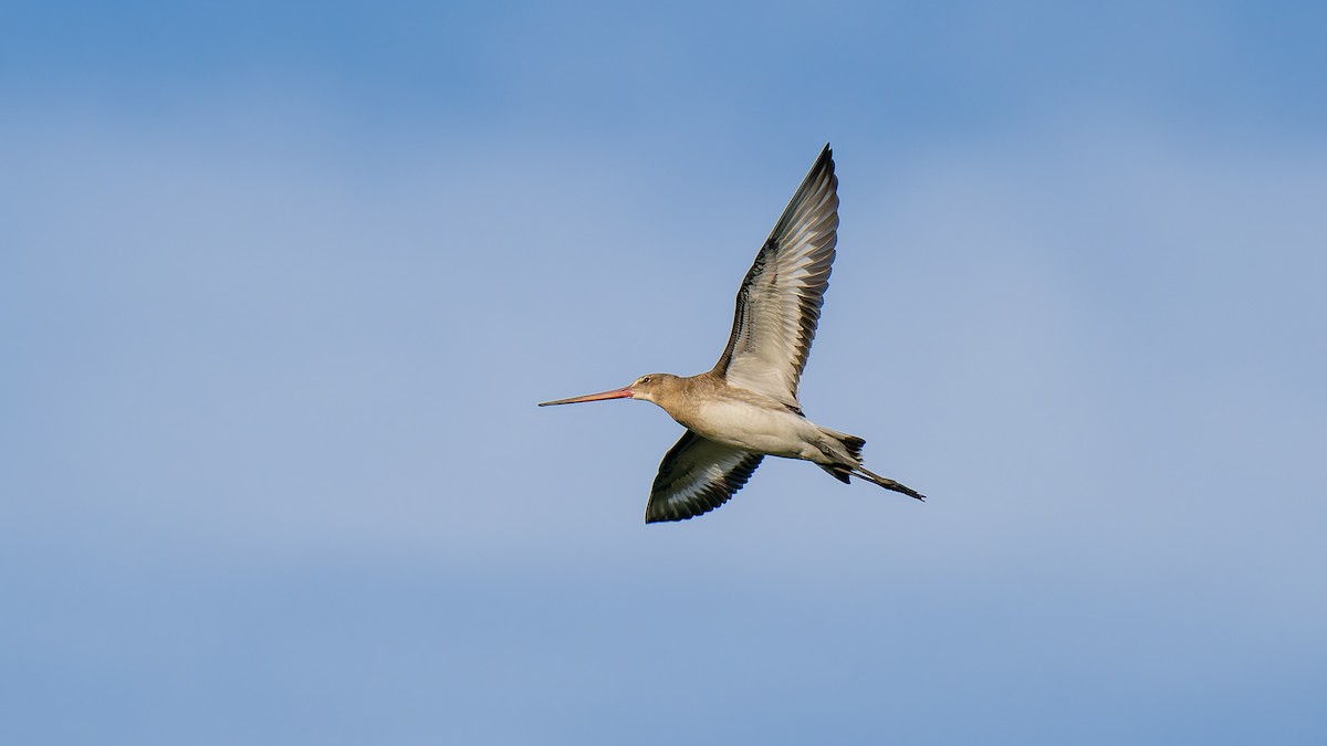 Грицик великий (підвид limosa) - ML622364725