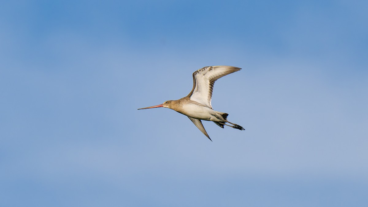 Грицик великий (підвид limosa) - ML622364727