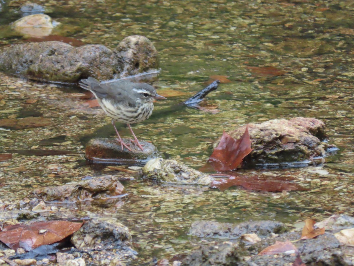 Louisiana Waterthrush - ML622364746