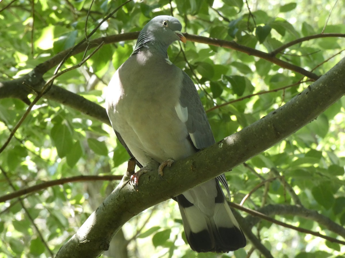 Common Wood-Pigeon - ML622364760