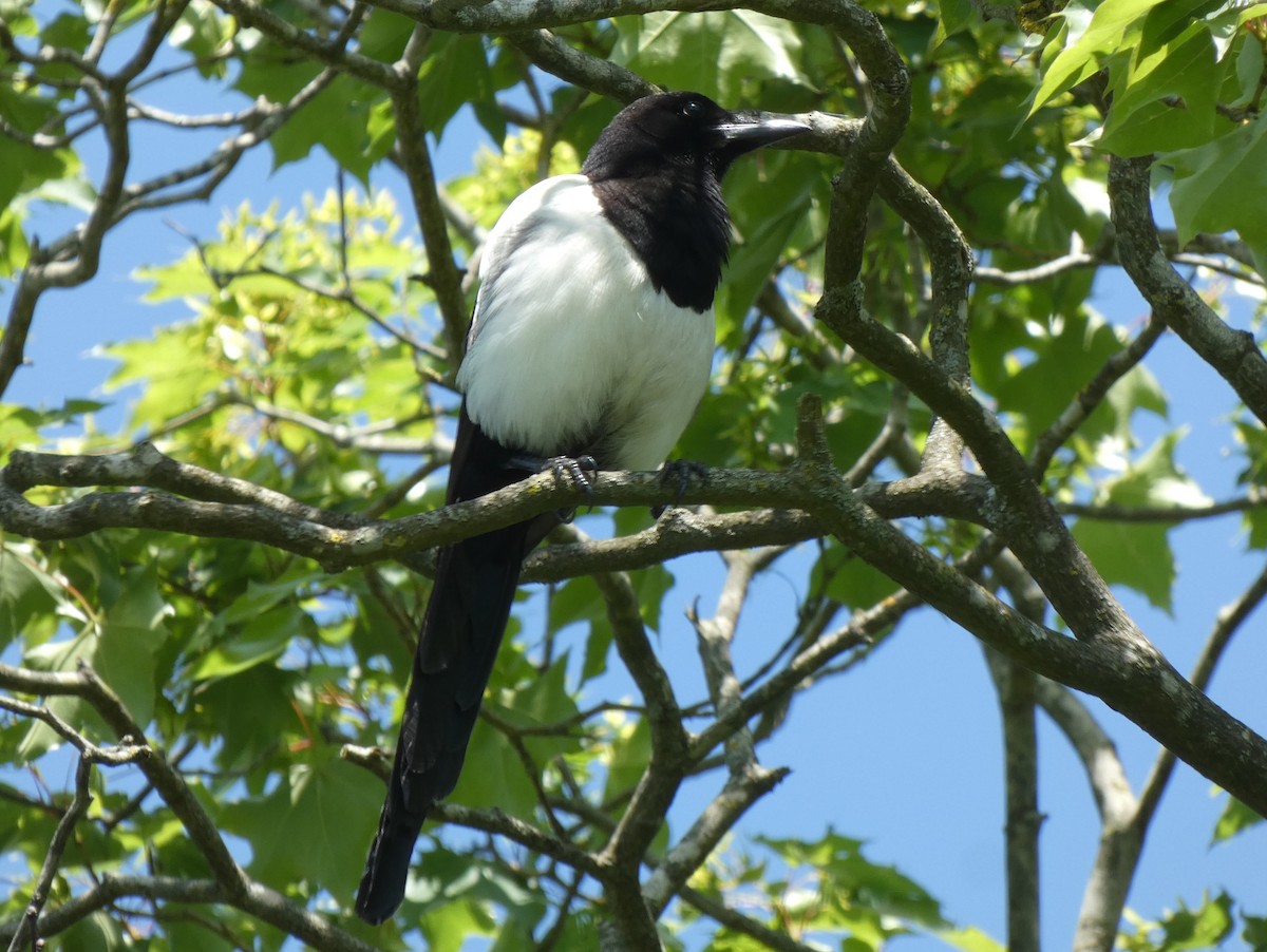 Eurasian Magpie - ML622364763