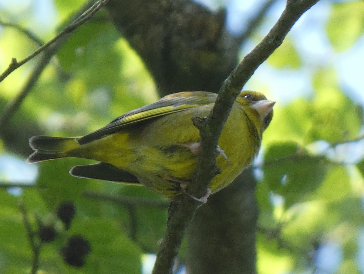 European Greenfinch - ML622364783