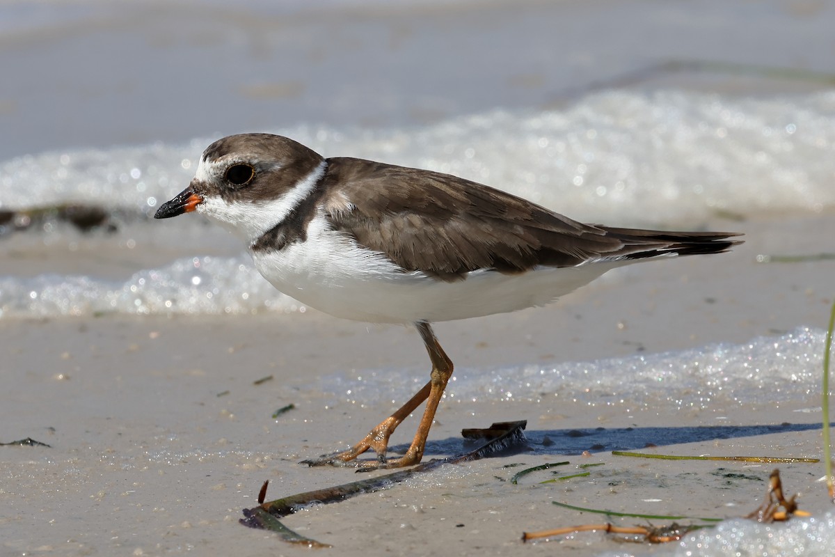 Semipalmated Plover - ML622364793