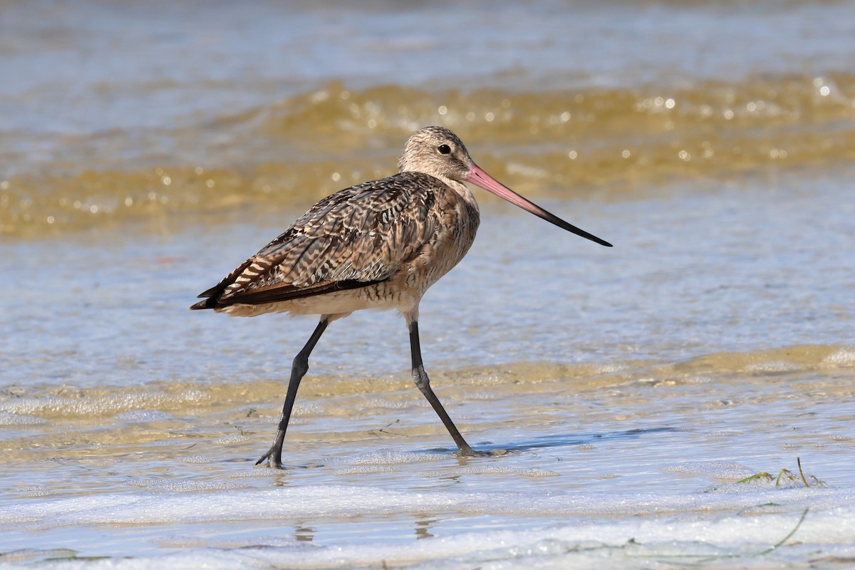 Marbled Godwit - ML622364796