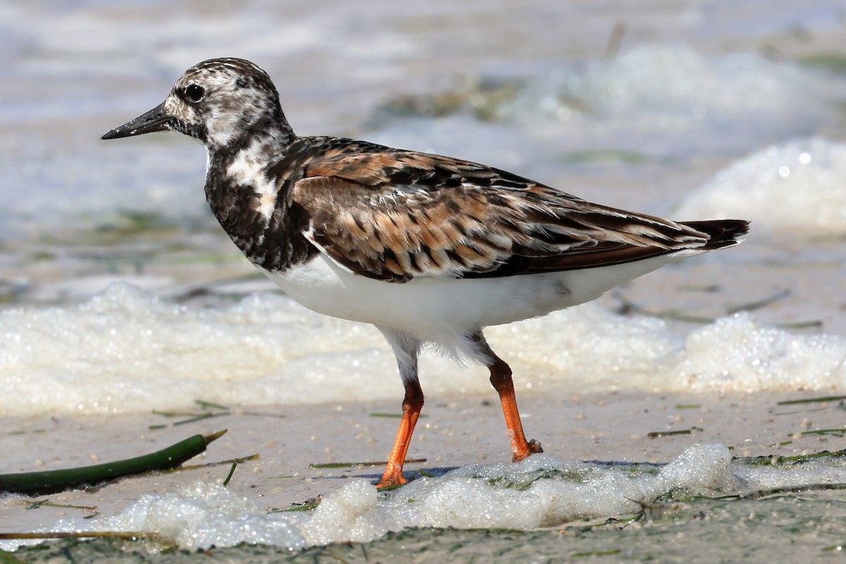 Ruddy Turnstone - ML622364798