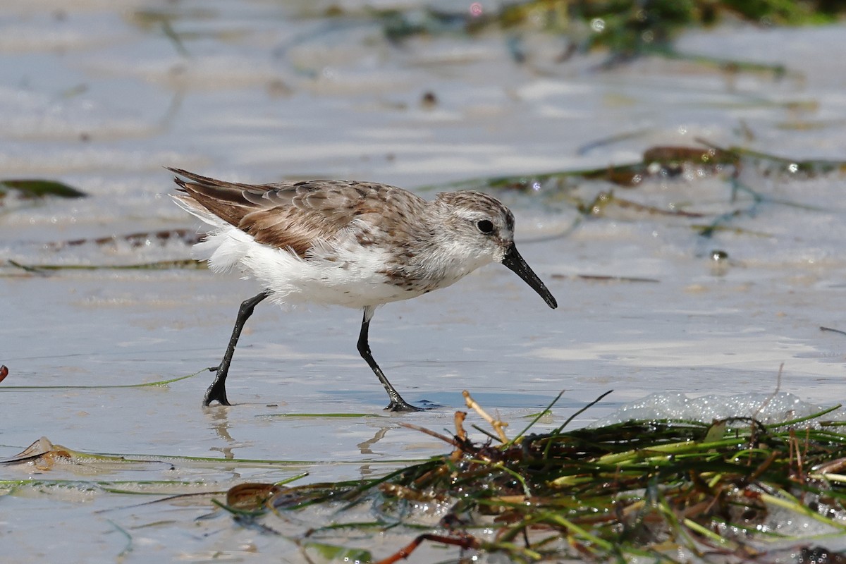 Western Sandpiper - ML622364799