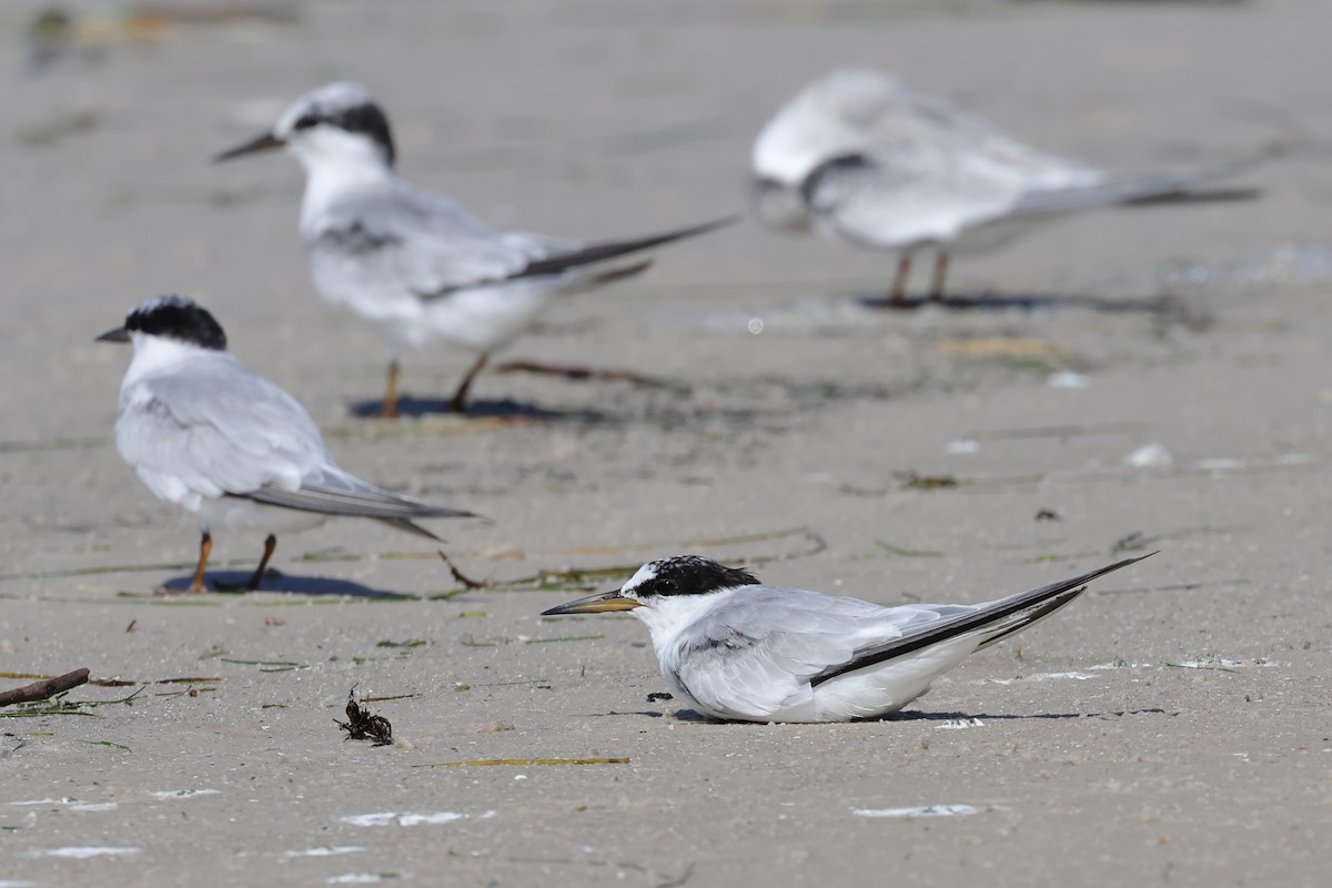 Least Tern - ML622364804