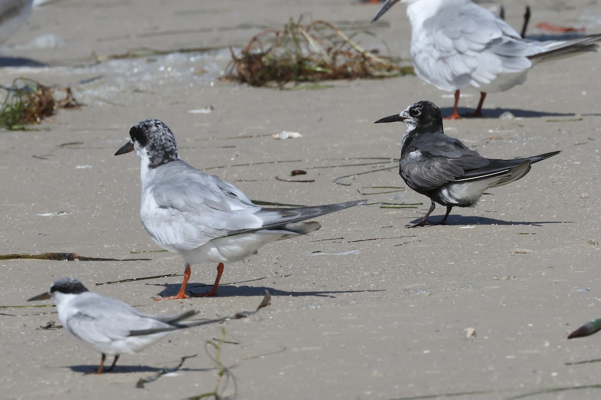 Black Tern - ML622364806