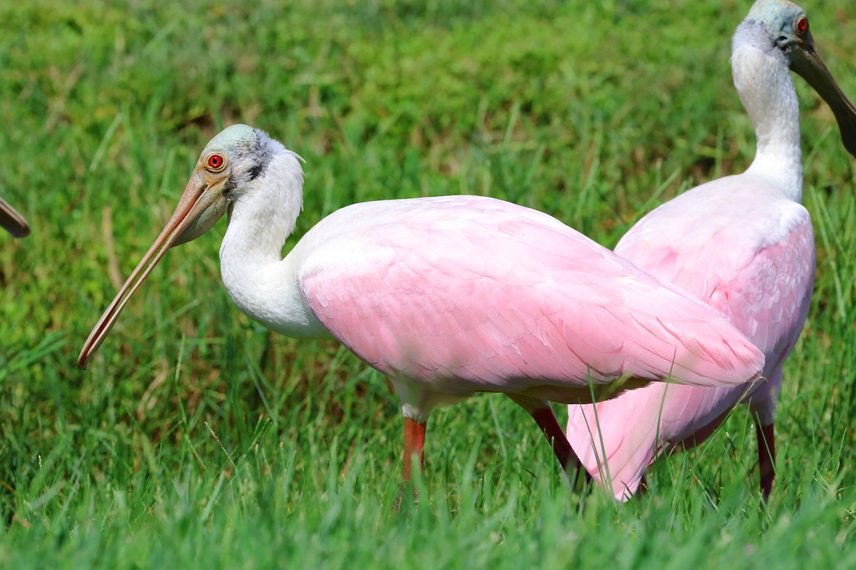 Roseate Spoonbill - ML622364809