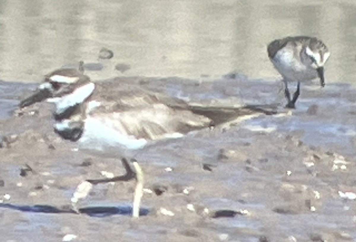 Western Sandpiper - ML622364883