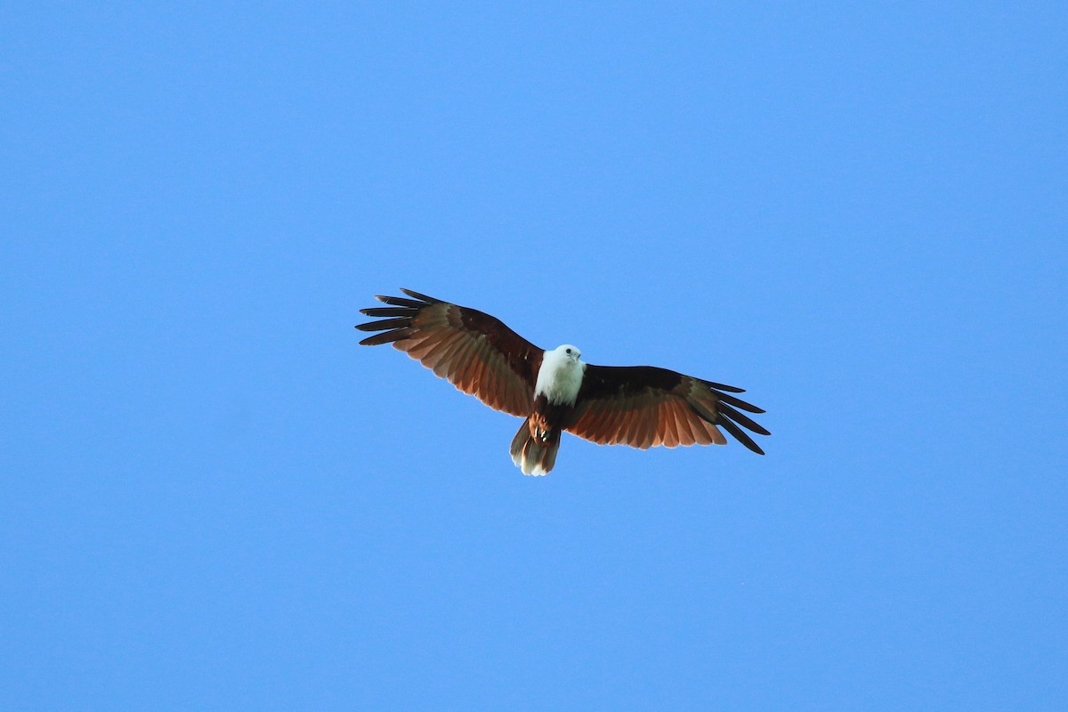 Brahminy Kite - ML622364907