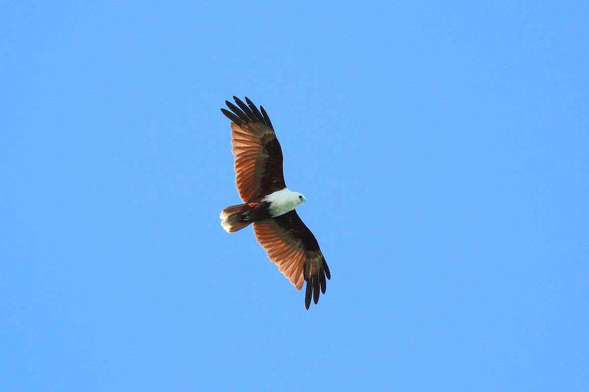 Brahminy Kite - ML622364908