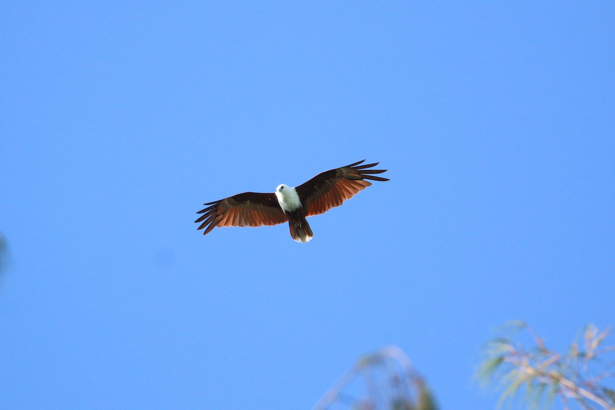 Brahminy Kite - ML622364909