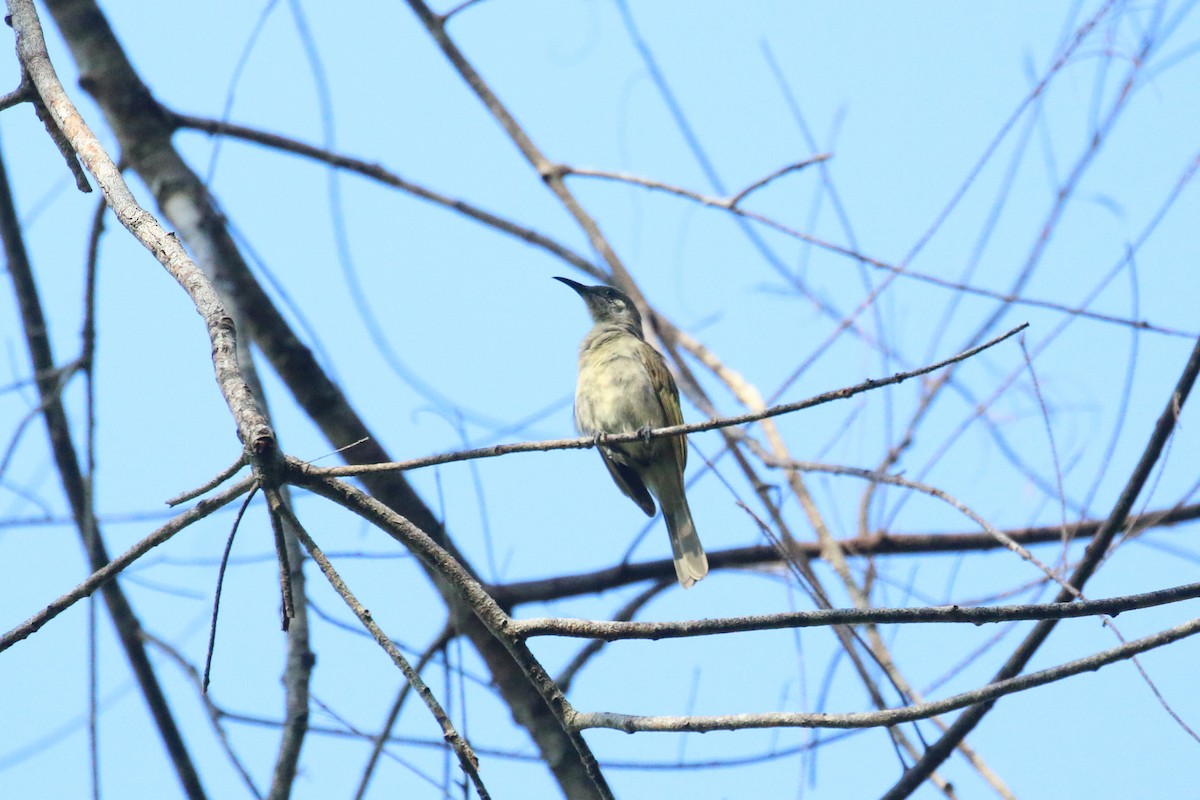 Olive Honeyeater - ML622364910