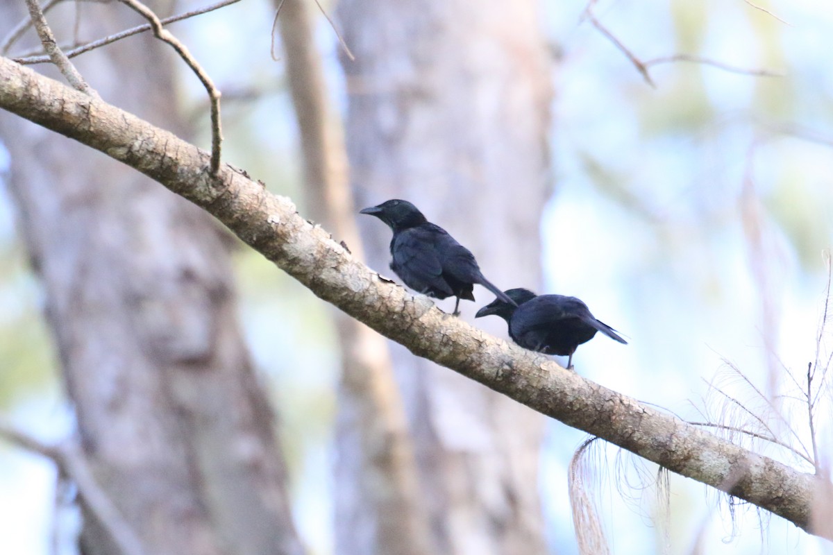 Moluccan Starling - ML622364911