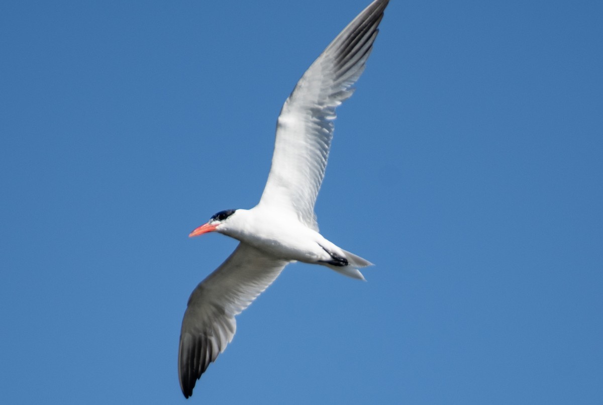 Caspian Tern - ML622364955