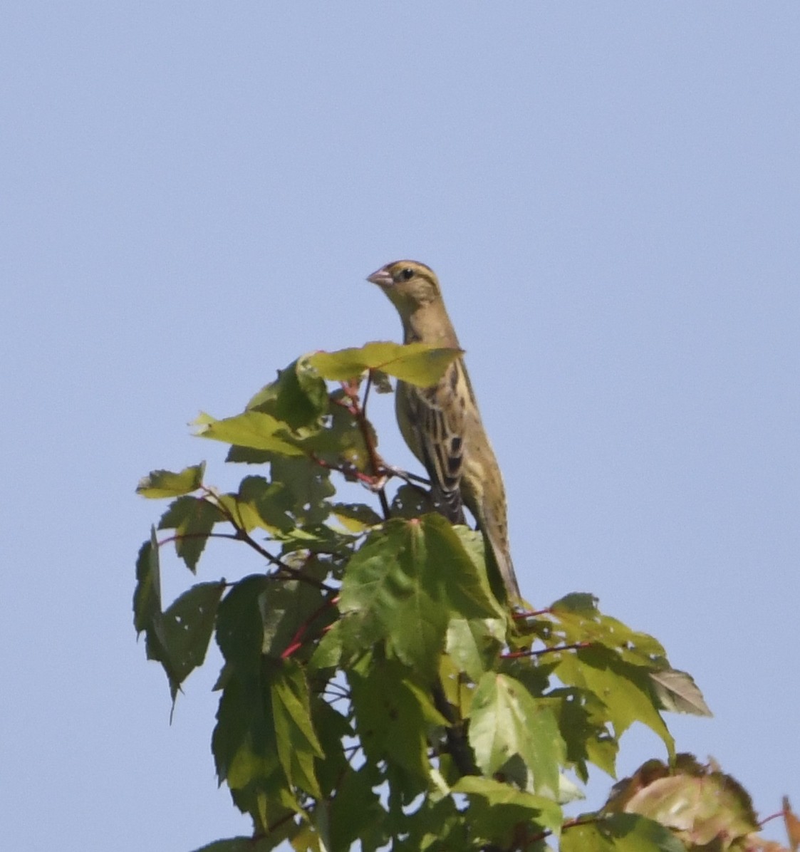 Goglu des prés - ML622364977