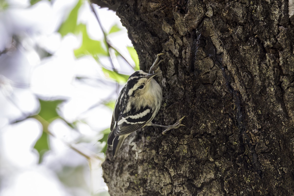 Black-and-white Warbler - Asta Tobiassen