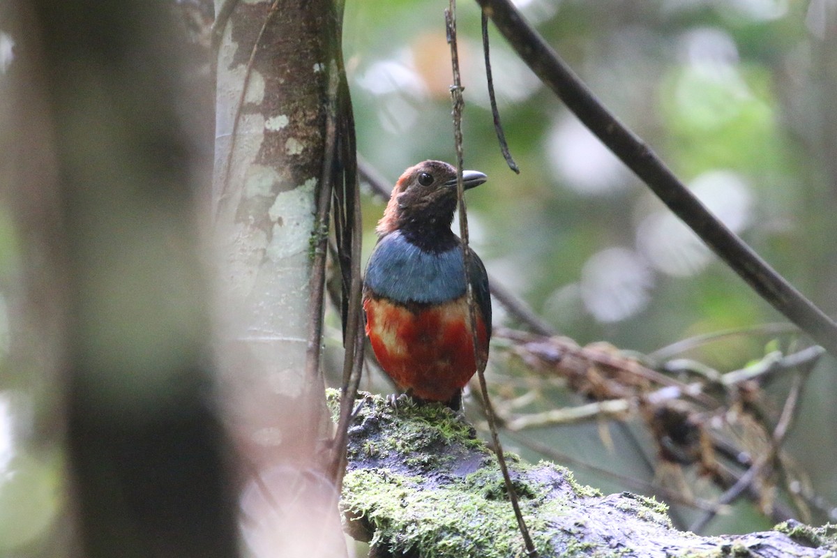 South Papuan Pitta - Oscar Campbell